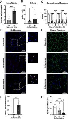 Neutrophil extracellular traps and citrullinated fibrinogen contribute to injury in a porcine model of limb ischemia and reperfusion